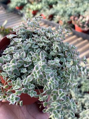 Sedum Little Missy